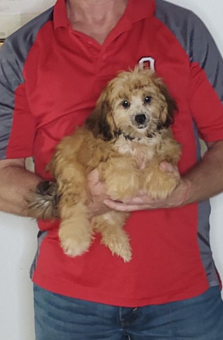 Benji