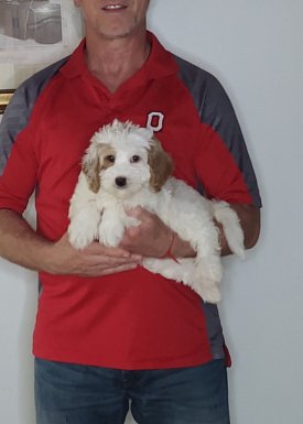 Daisy, a 10-week-old female Mini Bernadoodle.