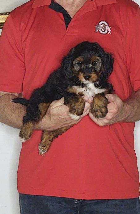Duke