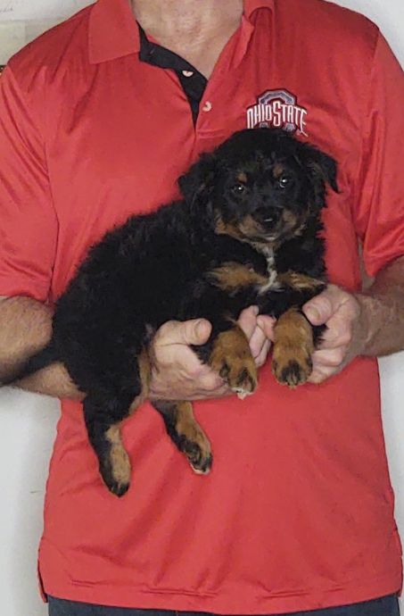 Frankie