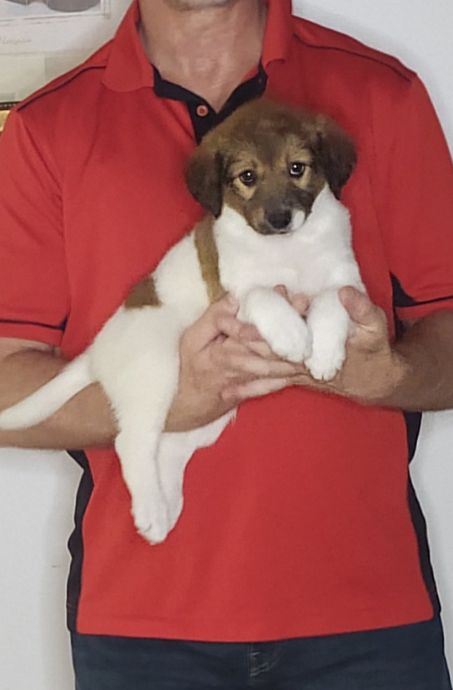 Gracie