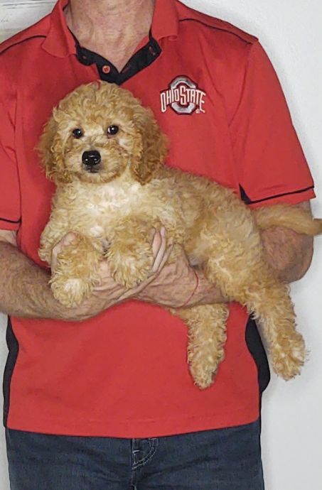 Teddy