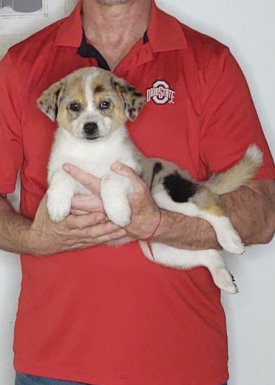Hank, a 10-week-old male Australian Shepherd Border Collie mix.