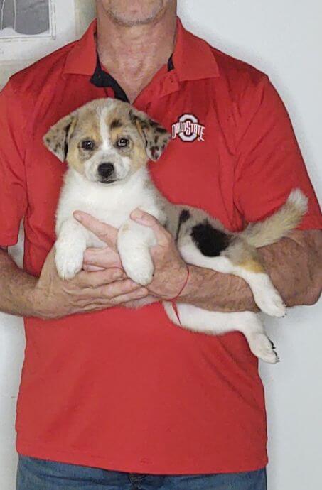 HANK 1 Hank, a 10-week-old male Australian Shepherd Border Collie mix.