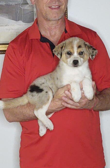 Hank, a 10-week-old male Australian Shepherd Border Collie mix.