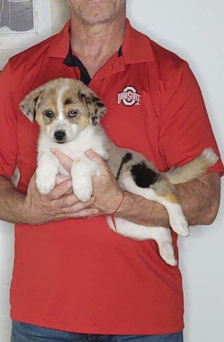 Hank, a 10-week-old male Australian Shepherd Border Collie mix.