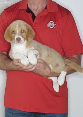 Happy, a 10-week-old male Australian Shepherd Border Collie mix.