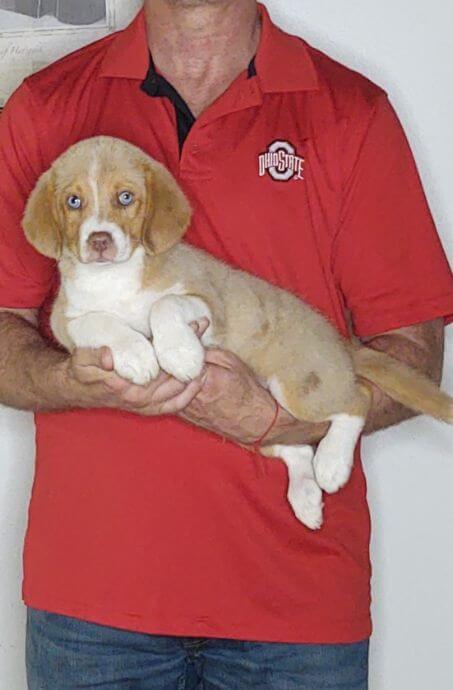HAPPY 1 Happy, a 10-week-old male Australian Shepherd Border Collie mix.
