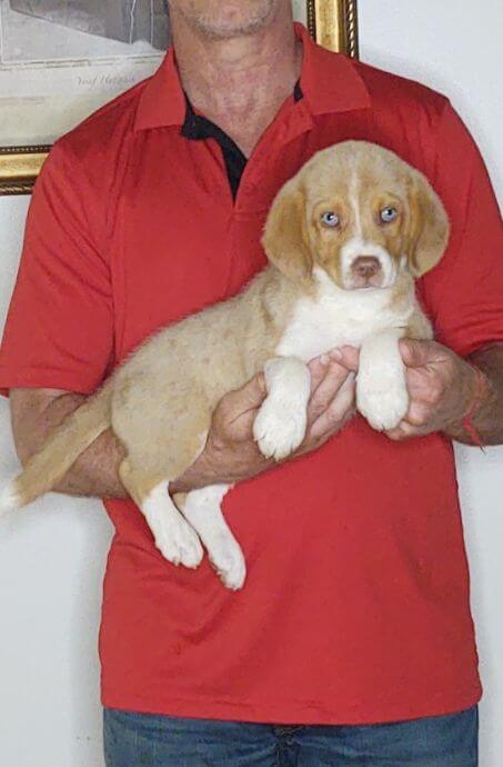 Happy, a 10-week-old male Australian Shepherd Border Collie mix.