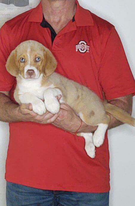 Happy, a 10-week-old male Australian Shepherd Border Collie mix.