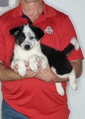 Harley, a 10-week-old male Australian Shepherd Border Collie mix.