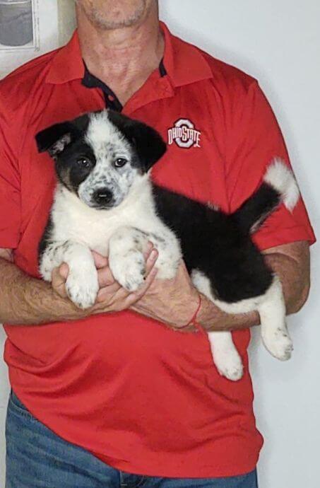 HARLEY 1 Harley, a 10-week-old male Australian Shepherd Border Collie mix.