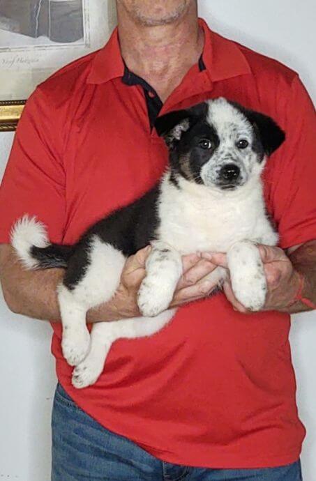 Harley, a 10-week-old male Australian Shepherd Border Collie mix.