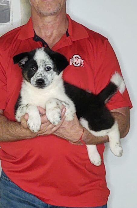Harley, a 10-week-old male Australian Shepherd Border Collie mix.