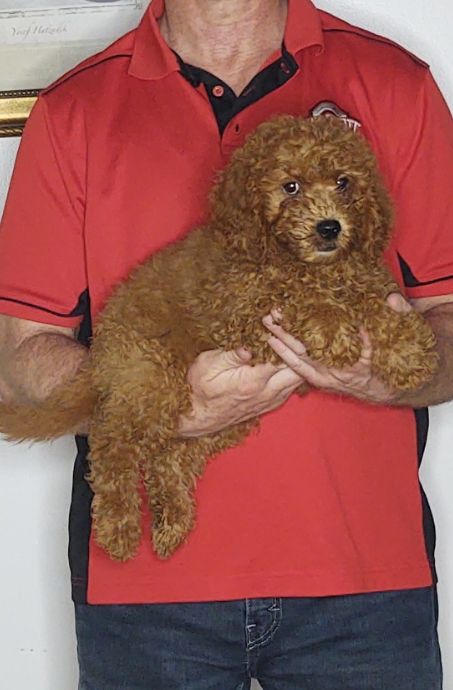 Apollo