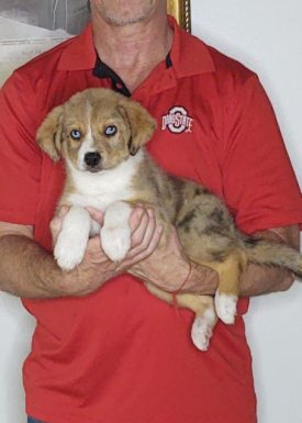 Hunter, a 10-week-old male Australian Shepherd Border Collie mix.