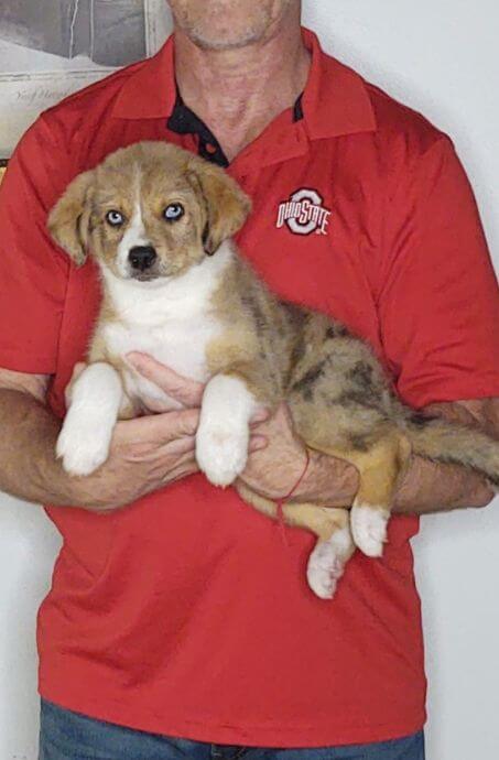 Hunter, a 10-week-old male Australian Shepherd Border Collie mix.