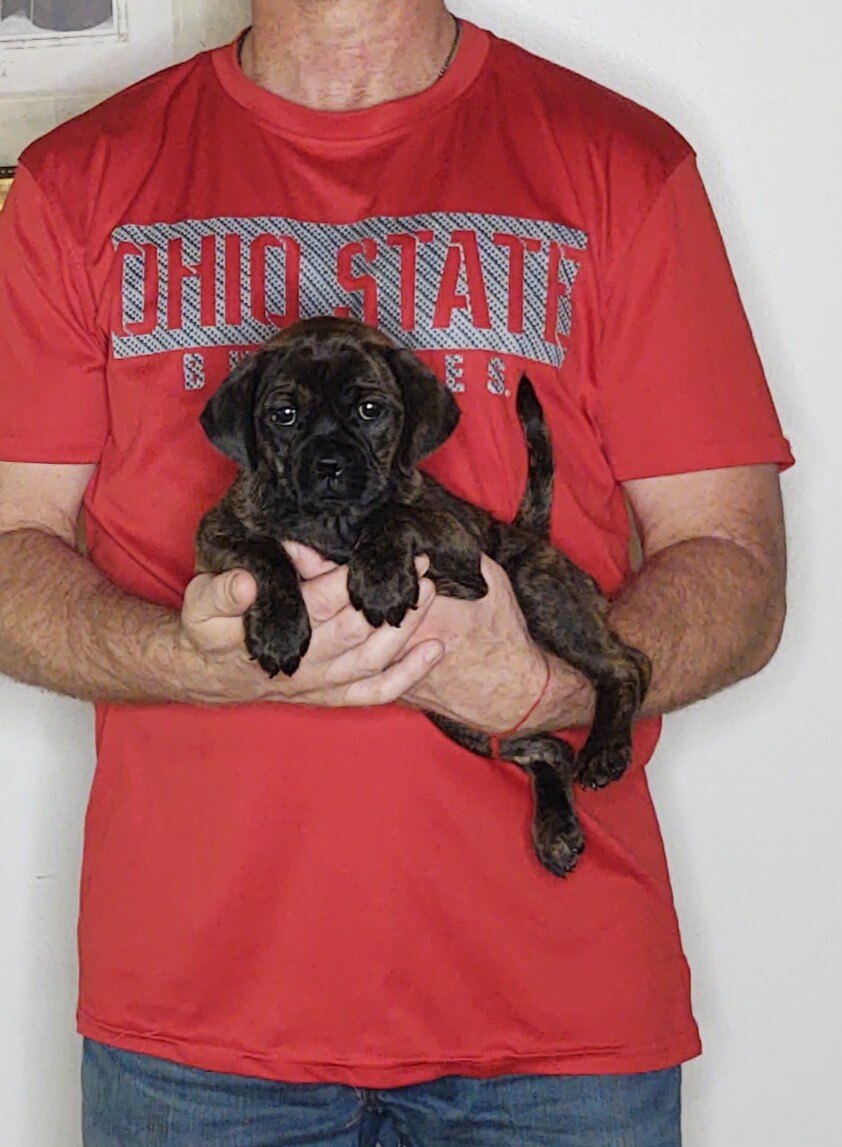 LUCY 1 Lucy, an 8-week-old female Pug Cockapoo.