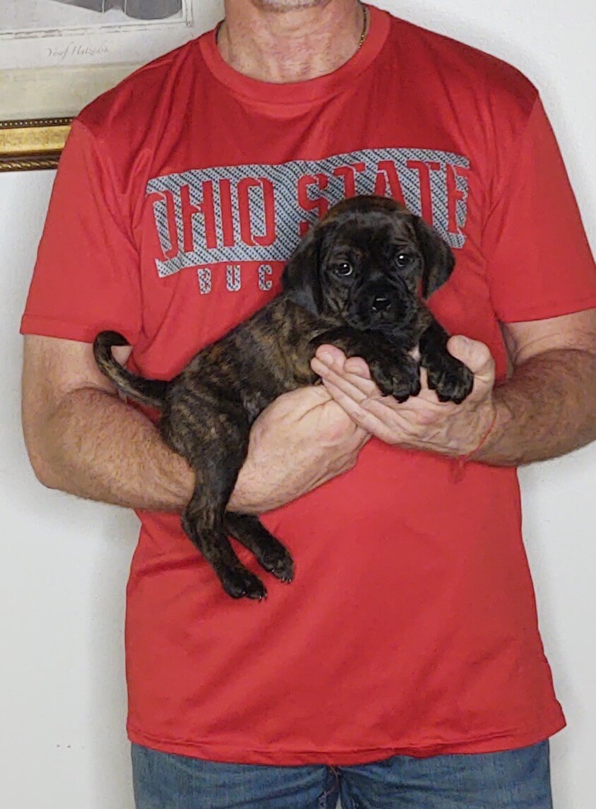 Lucy, an 8-week-old female Pug Cockapoo.