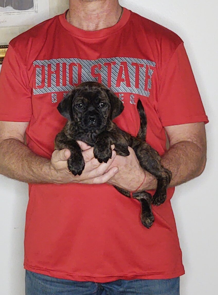 Lucy, an 8-week-old female Pug Cockapoo.