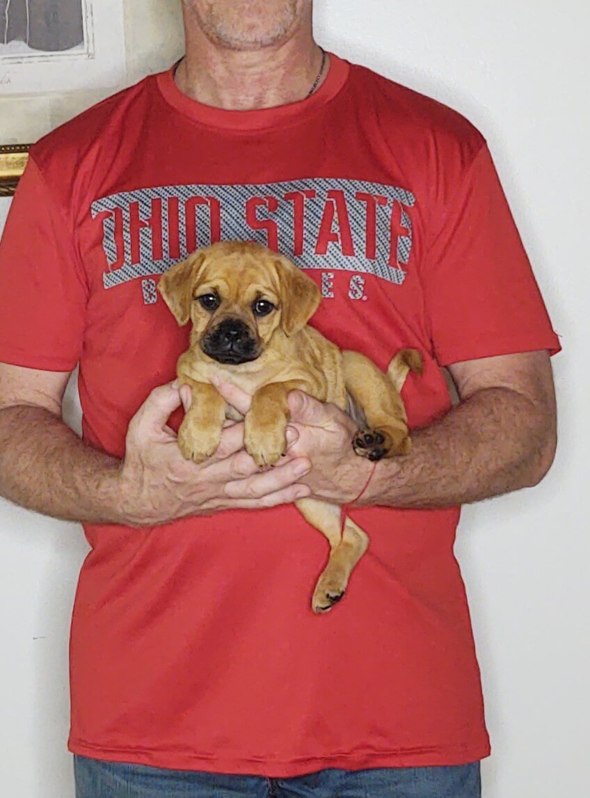 Lulu, an 8-week-old female Pug Cockapoo.