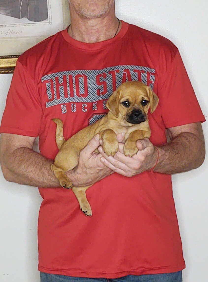 Lulu, an 8-week-old female Pug Cockapoo.