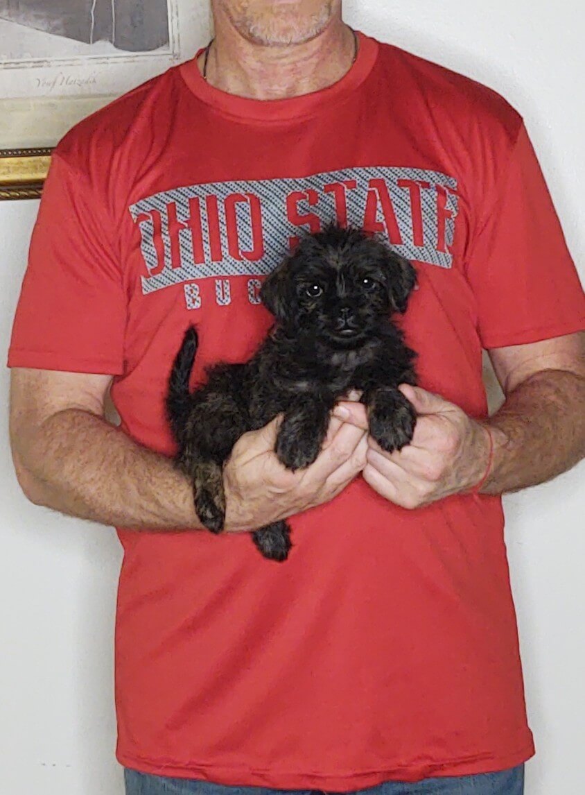 Luna, an 8-week-old female Pug Cockapoo.