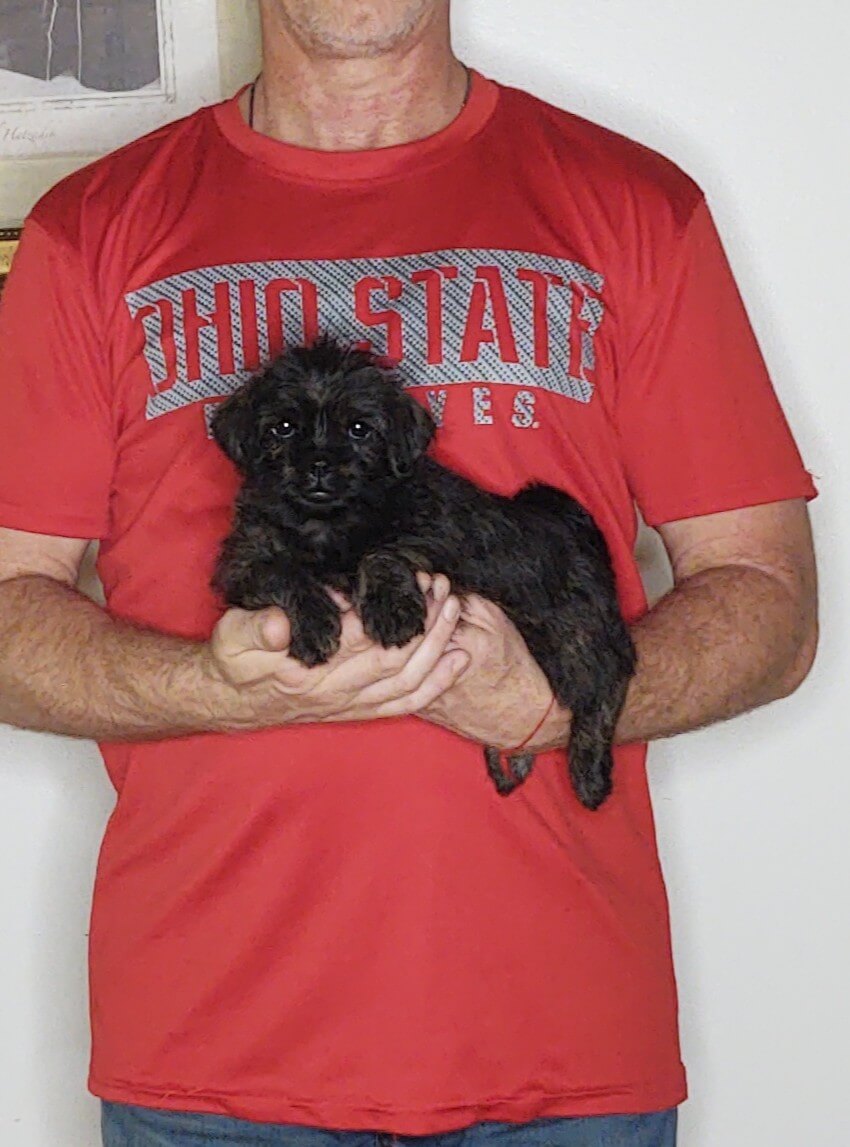Luna, an 8-week-old female Pug Cockapoo.