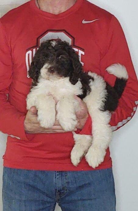 Sadie