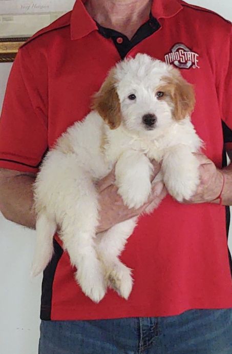 Apollo, a 10-week-old male Mini Bernadoodle
