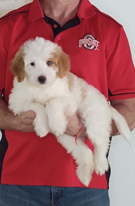 Apollo, a 10-week-old male Mini Bernadoodle