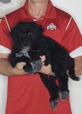 Bella, a 12-week-old female Mini Bernadoodle / Shelty mix
