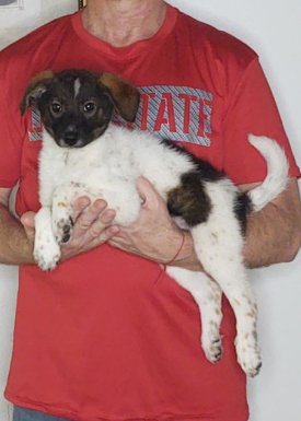 Charlie, a 12-week-old male Border Collie / Jack Russell mix
