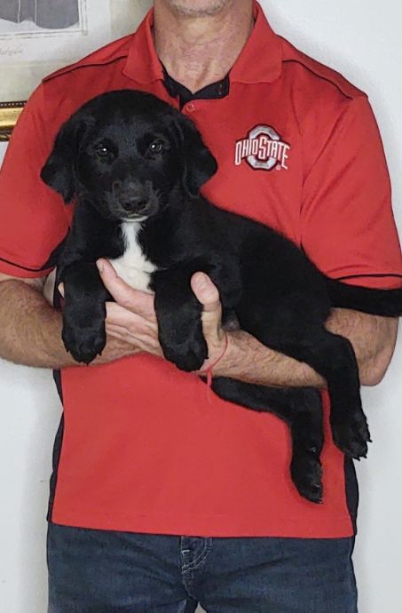 Harley