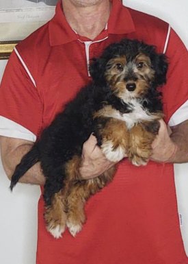 Mario, a 12-week-old male Mini Bernadoodle / Shelty mix