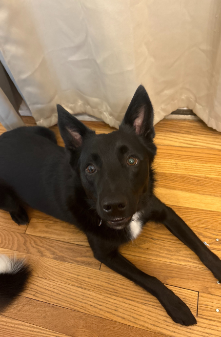 Rufus