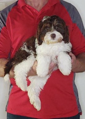 Walter, a 13-week-old male Cavapoo.
