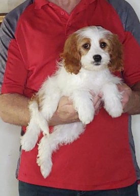 Willow, a 13-week-old female Cavapoo.
