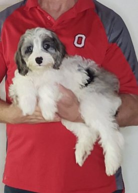Wyatt, a 13-week-old male Cavapoo.