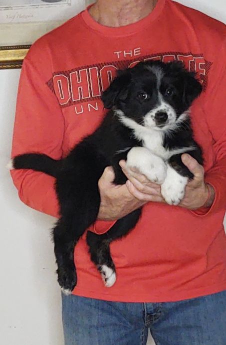 Bear, a 9-week-old male Australian Shepherd / Border Collie mix.