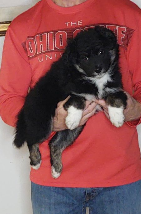 Bella, a 9-week-old female Australian Shepherd / Border Collie mix.