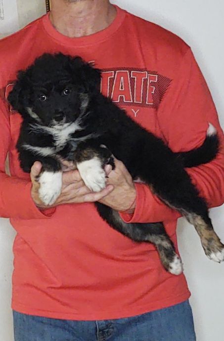 Bella, a 9-week-old female Australian Shepherd / Border Collie mix.