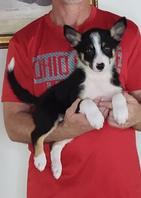 Captain, an 8-week-old male Border Collie mix