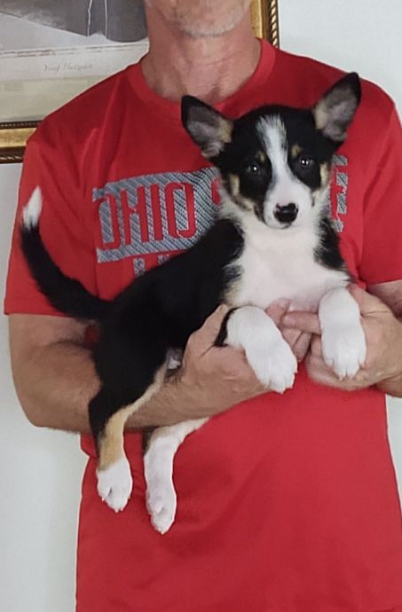 Captain, an 8-week-old male Border Collie mix