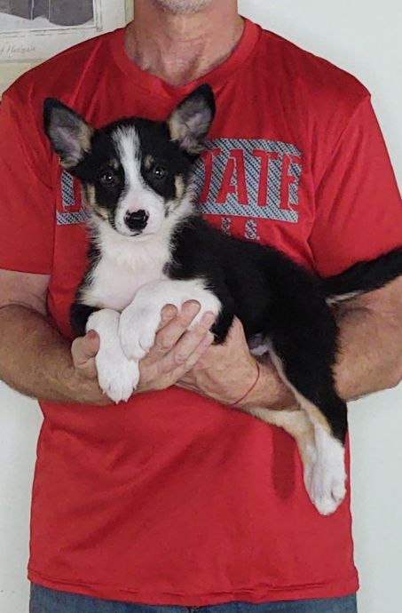 Captain, an 8-week-old male Border Collie mix