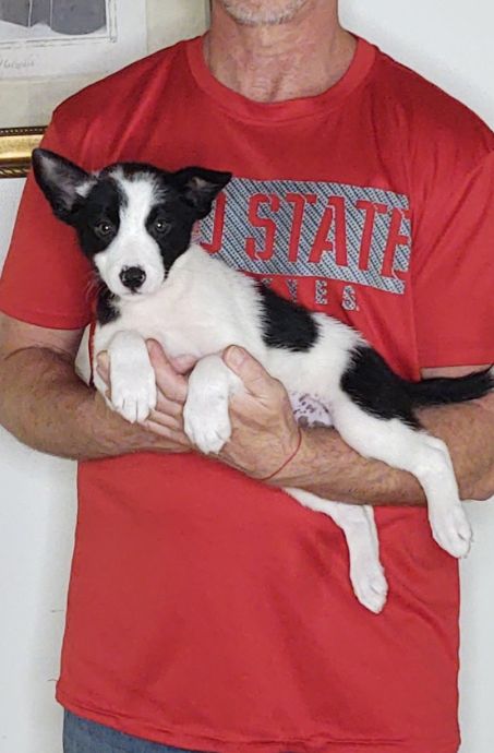 Cassie, an 8-week-old female Border Collie mix