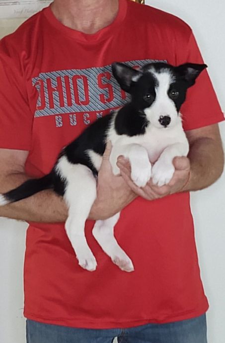 Cassie, an 8-week-old female Border Collie mix