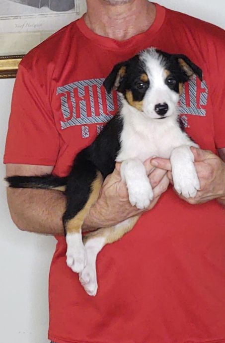 Champ, an 8-week-old male Border Collie mix