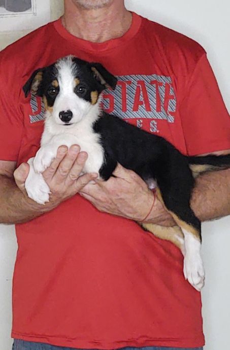 Champ, an 8-week-old male Border Collie mix