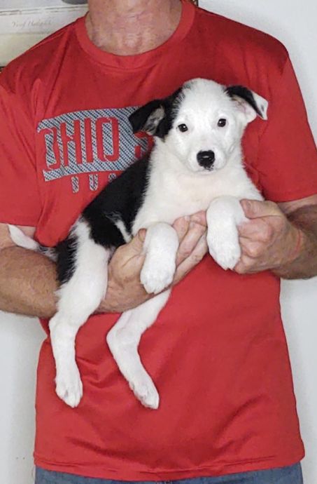 Cricket, an 8-week-old female Border Collie mix